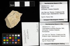 Foto (Objekt + Etiketten) von Cracensigillatus acutirostris (Moericke, 1889) 